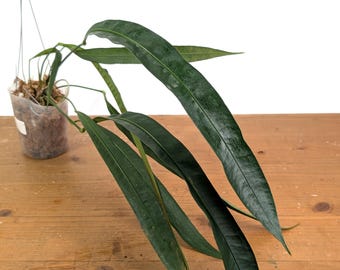 Anthurium Fornicifolium - 4 Inch Pot  - Long Strappy Leaves