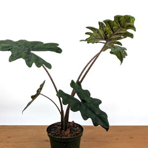 Alocasia Jacklyn - Easy to Grow Indoor Fuzzy Elephant Ear Houseplant