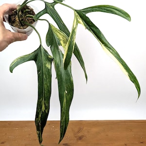 Full Variegated Philodendron Paloraense 4 leaves - One of a Kind Very Rare Aurea Variegated #29B