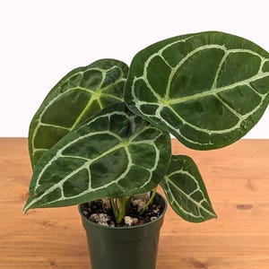 Anthurium Forgetii: Rare White-Striped Tropical Houseplant in 4-Inch Pot | Indoor Aroid