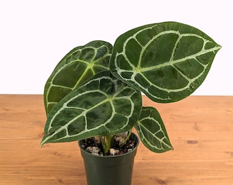 Anthurium (NSE Red) X (zara X Michelle) Bottom Cut - Etsy Anthurium (NSE Red) X (zara X Michelle) Bottom Cut - Etsy