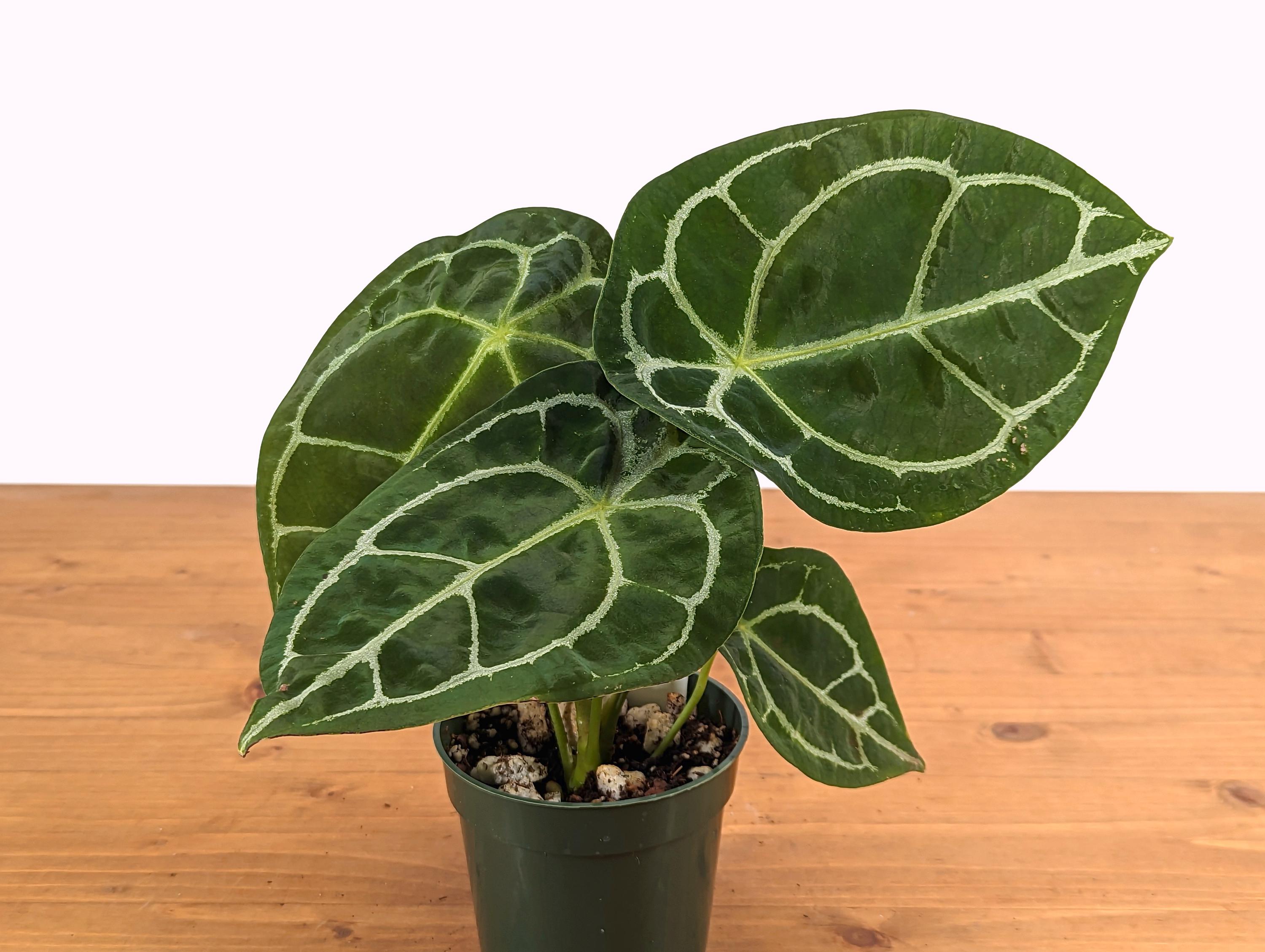 e-bonsai Easy Watts E‑Bonsaï Coco - Over Watt main image 1