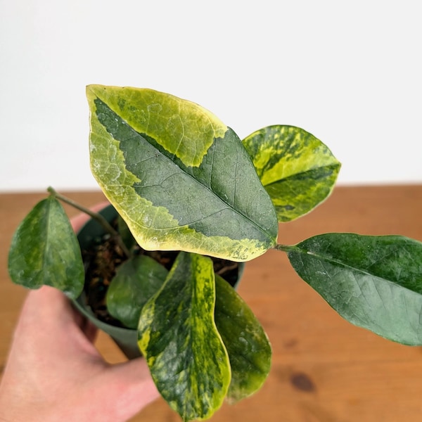 Variegated ZZ Plant - Exact #20B - 4 inch