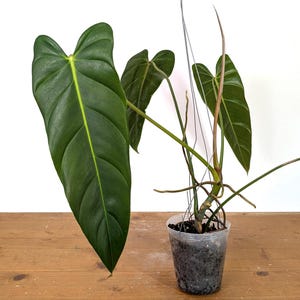 Philodendron Hybrid - Etsy