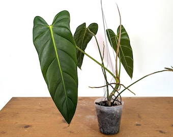 Philodendron Esmeralda Spirit | Esmeralda x Spiritus Sancti