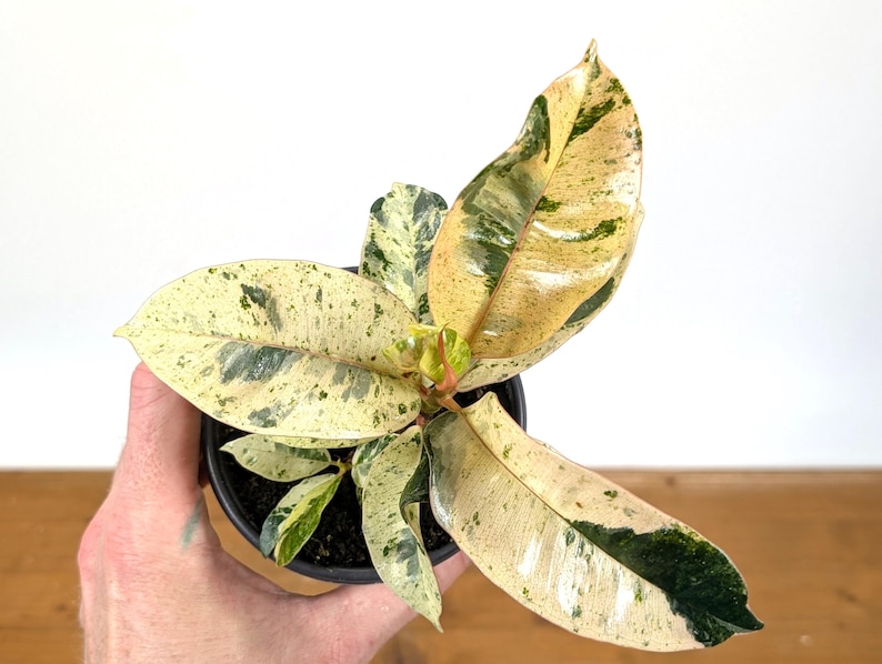 Plantamani Ficus Shivereana Rubber Tree - Thumbnail 2