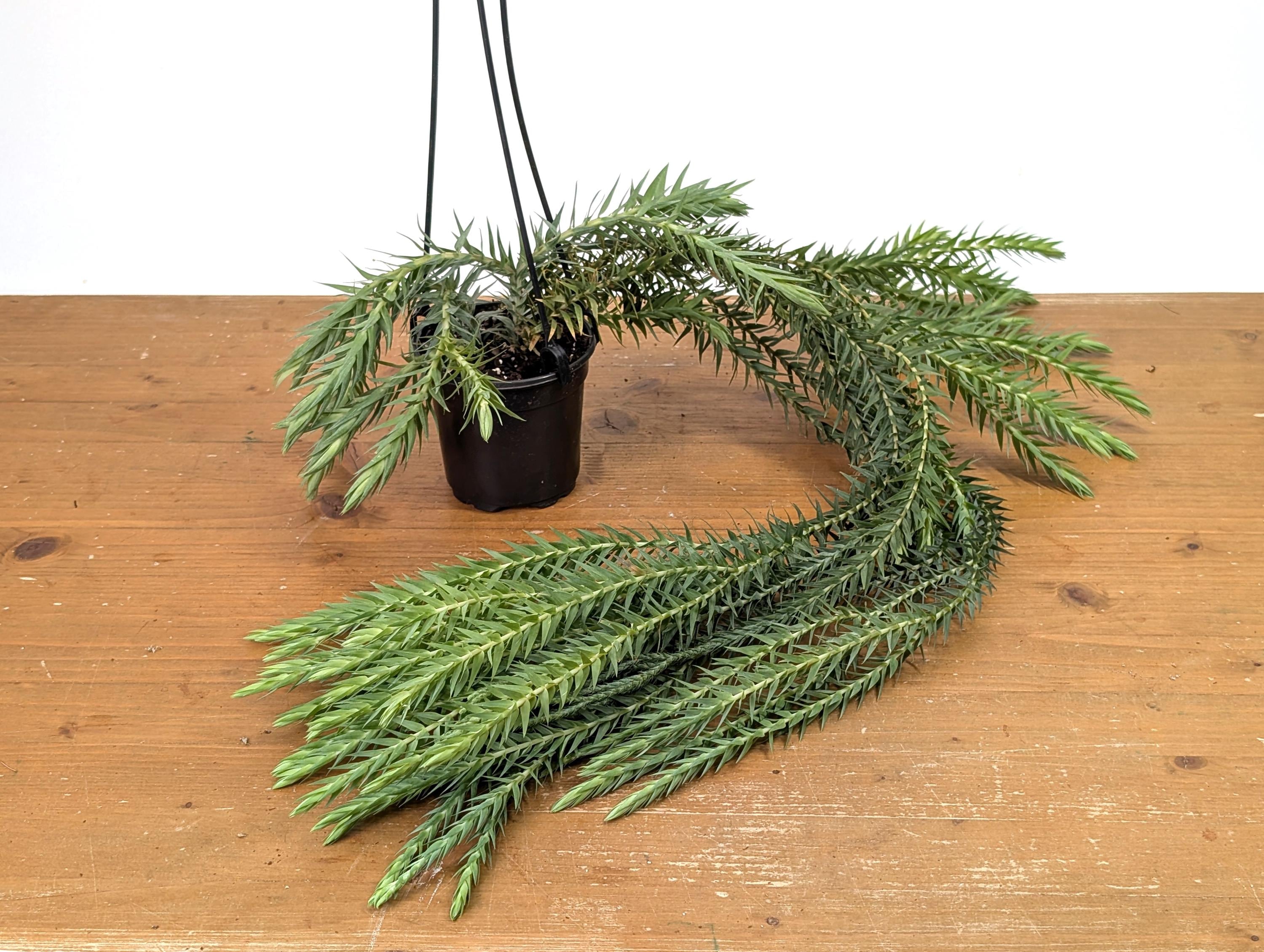 Huperzia - Etsy
