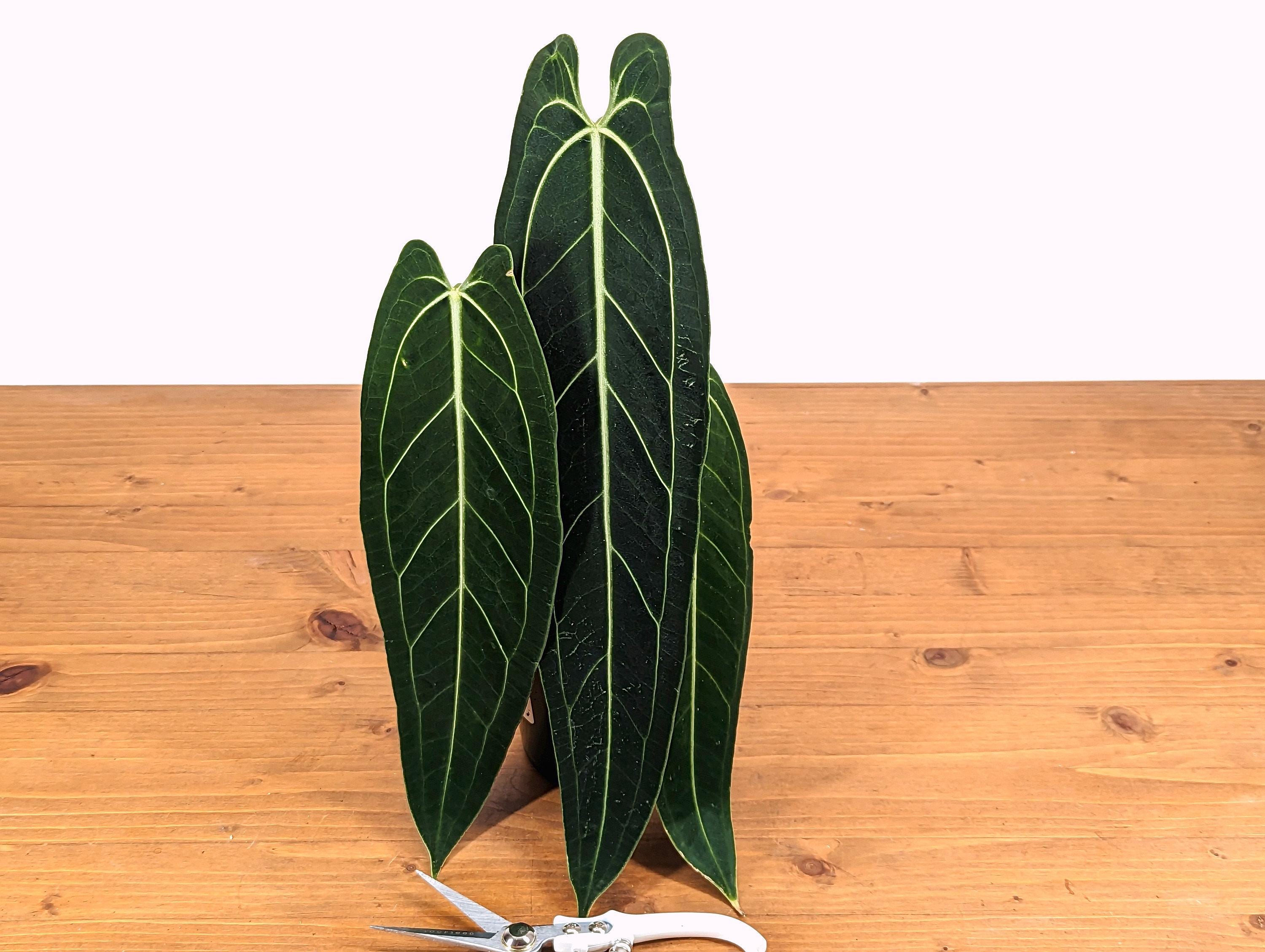 pictures of dracaena plants Dracaena marginata (dragon tree) main image 0
