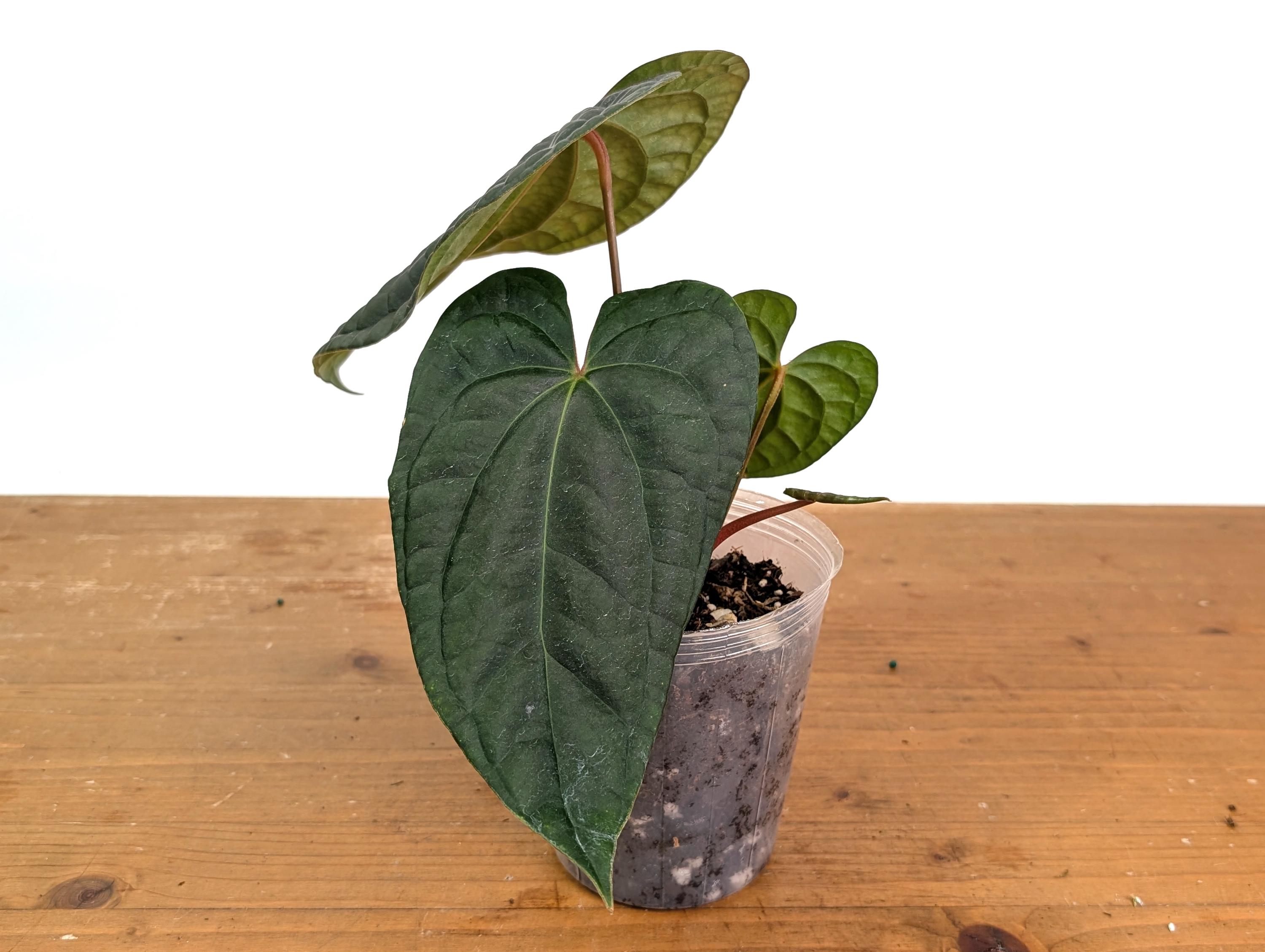 Anthurium Amazon Diamond - (besseae X Luxurians) - Etsy
