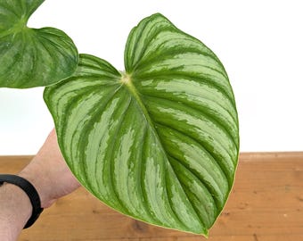 Philodendron Plowmanii Black Face - Etsy