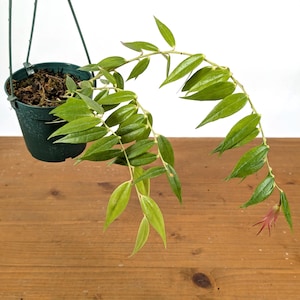 Ceratostema Ivanportillae