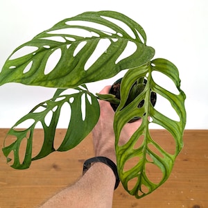 Monstera 'esqueleto - Etsy