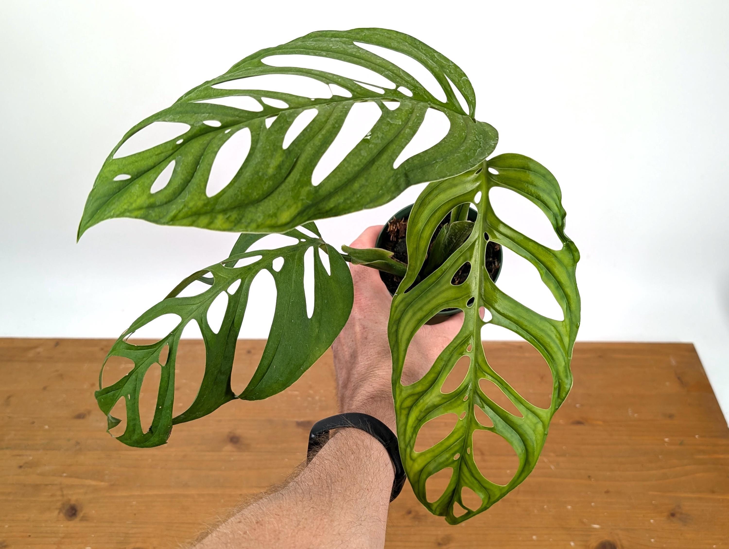 Monstera 'esqueleto - Etsy