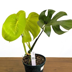 Monstera Lemon Lime - XL Mature 8 Inch Pot - Exact Plant #43A