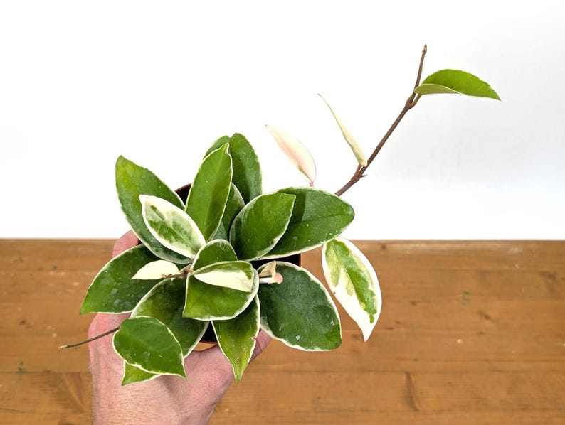 Plantamani Hoya Krimson Queen