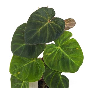 Variegated Philodendron Monkey Tail Fibrosum x Verrucosum Hybrid Each One is One of A Kind Seed Grown 4 inch pot image 6
