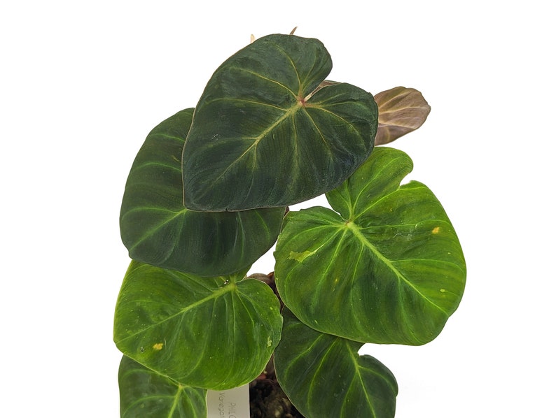 Variegated Philodendron Monkey Tail Fibrosum x Verrucosum Hybrid Each One is One of A Kind Seed Grown 4 inch pot image 6