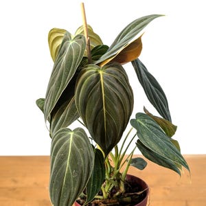 Philodendron Melanochrysum - Black Gold Live Houseplant image 2