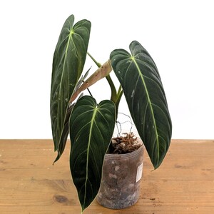 Philodendron Melanochrysum - Black Gold Live Houseplant image 8