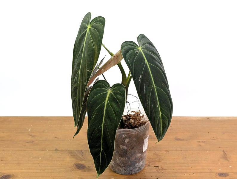 Philodendron Melanochrysum - Black Gold Live Houseplant image 8