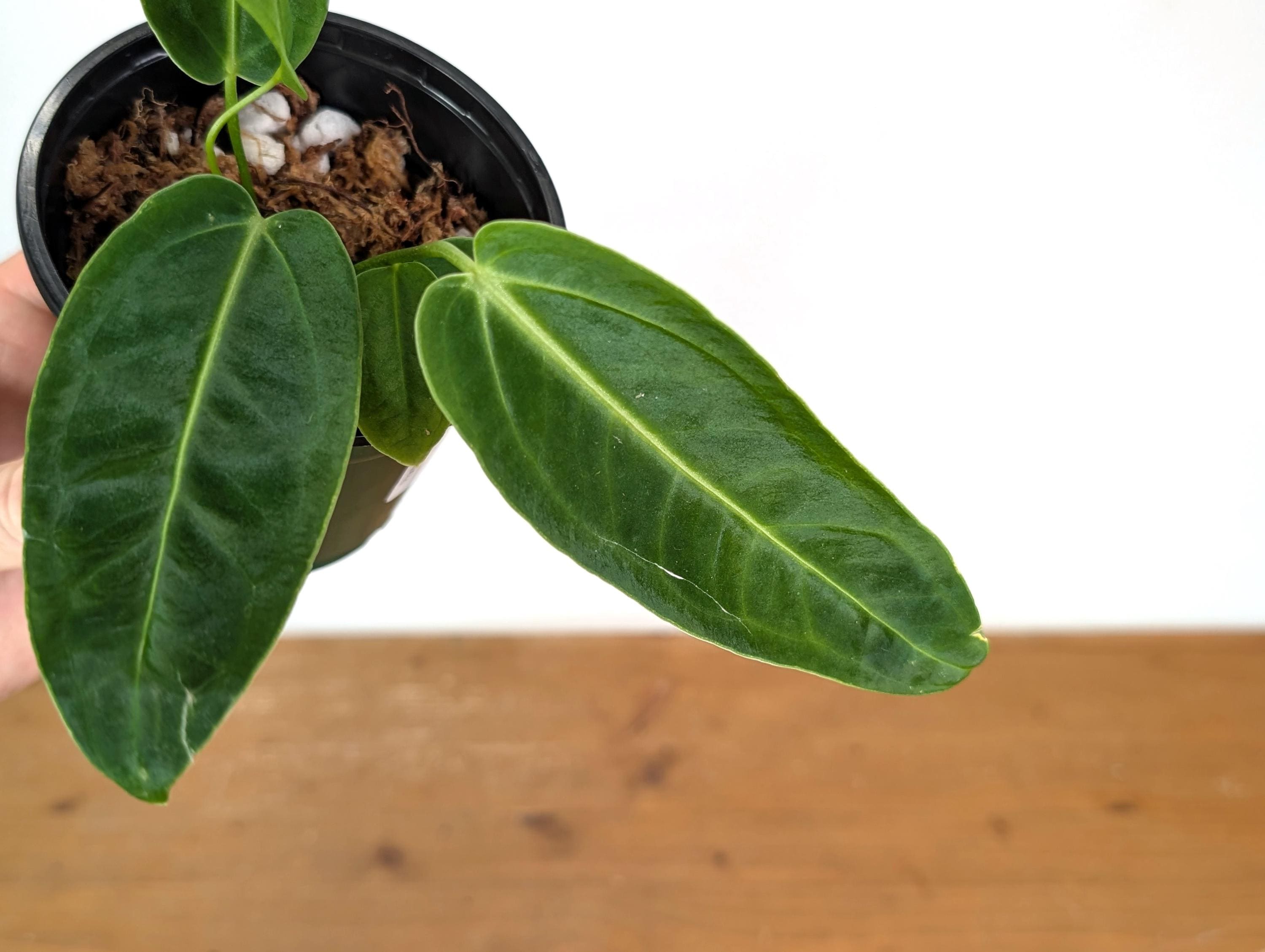 Anthurium Warocqueanum X Waterburyanum - US Seller - Multiple