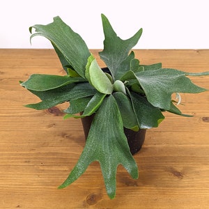 Staghorn Fern Platycerium bifurcatum Netherlands in 6 inch Pot