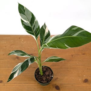 Musa Variegata - Etsy