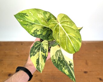 Philodendron Gloriosum Variegated (Type 2) - EXACT Plant #19B