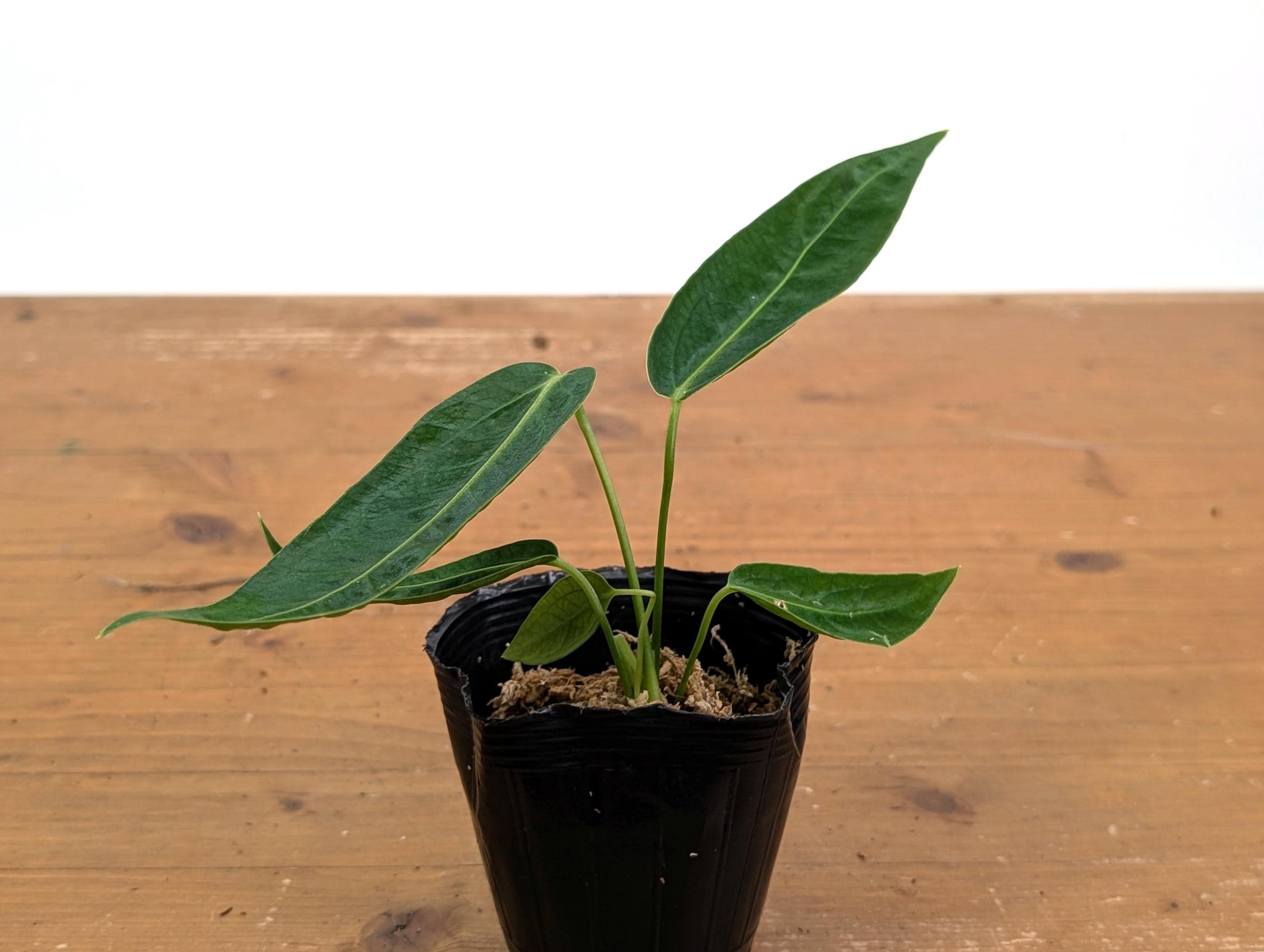 Anthurium Warocqueanum X Waterburyanum - US Seller - Multiple
