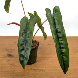 Philodendron Felix in 4 Inch Pot