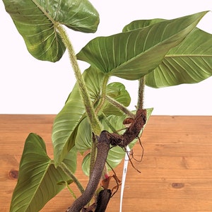 Philodendron Squamicaule 4 inch pot approx 12 tall image 6