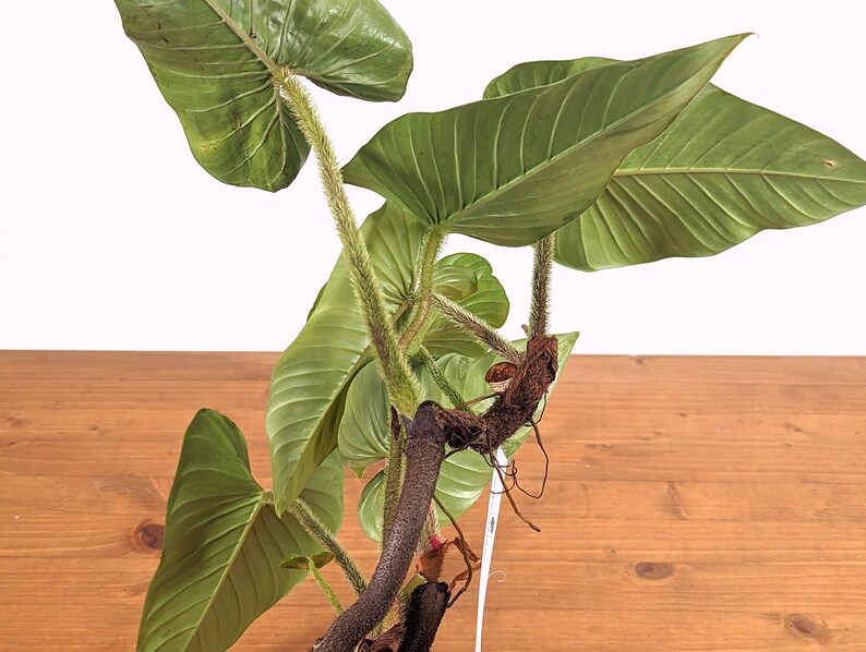 Philodendron Squamicaule 4 inch pot approx 12 tall image 6