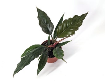Philodendron Pluto 'Choco Empress' Carmel Marble Green- Live Indoor Air Purifying House Plant