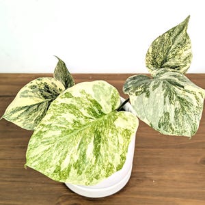 Monstera Deliciosa Legacy Paneblée (04MONSlegacy) - Pots de 10 et 15 cm