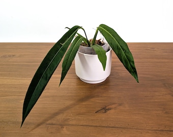 Anthurium Pallidiflorum  - Strap Leaf Live Tropical Aroid Plant