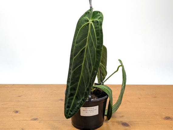 Anthurium Warocqueanum Queen Plant in 4 Inch Pot With 2 Leaves - Etsy