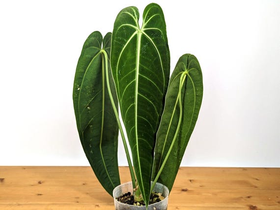 その他観葉植物 Anthurium Warocqueanum 002 Anthurium Warocqueanum Queen Plant in 4 Inch Pot - Etsy