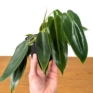 Philodendron Spiritus Sancti - Up to 4 Plants Per Pot! Rare Collector Specimen