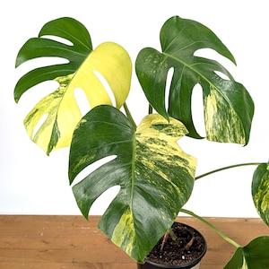 Monstera Yellow - Etsy