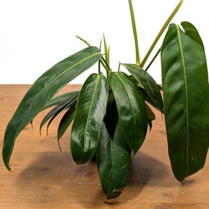 Philodendron Patriciae Rare Plant 4 inch pots