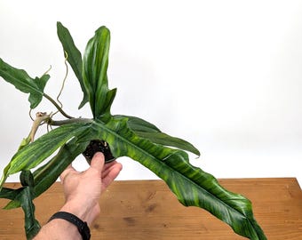 Philodendron Paloraense cf x Tortum - 4 Inch Assorted Pots - Beautiful Tropical Plant with Long Sword-Like Leaves with Ruffled Edges