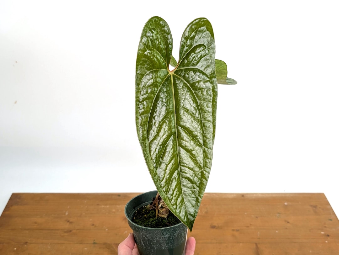 Anthurium Pinkleyi X Luxurians Hybrid 'happy Bunny' - Live Plant