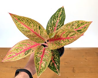 Aglaonema Red Legacy | 4 Inch Pot Rooted Live Houseplants