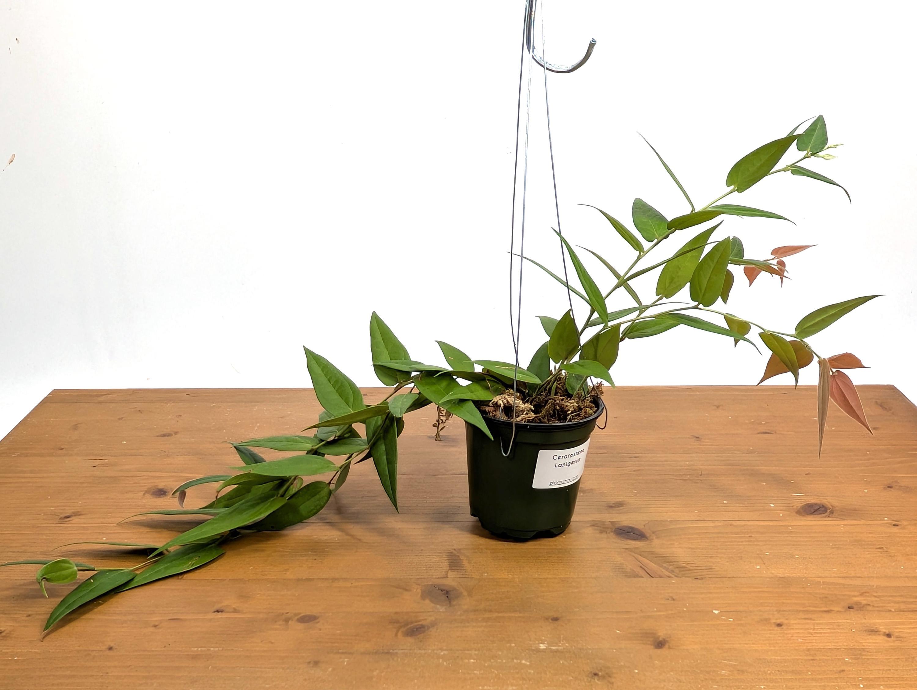 Ceratostema Lanigerum 'neotropical Blueberry' - Assorted 4 Inch