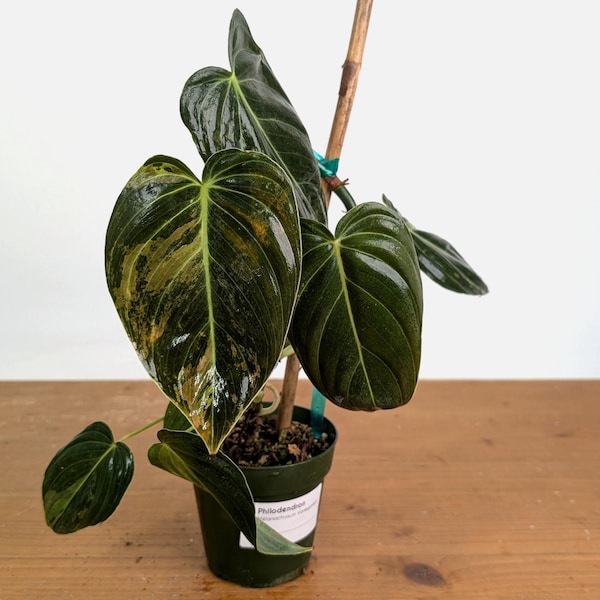 Philodendron Melanochrysum Variegated (Exact #20C) 4 inch