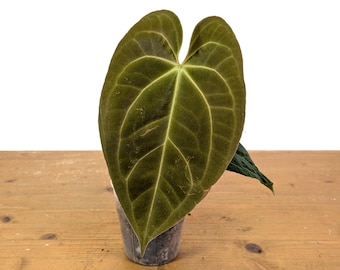 Seed Grown Anthurium Black Sweet X Fort Sherman Starter Plant (ALL
