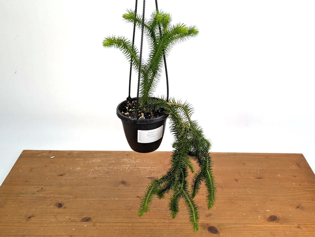 Huperzia Squarrosa Plant – Thailand Tassel Fern, Epiphytic
