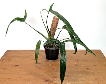 Philodendron Holtonianum  - 4 inch and 6 inch Pots