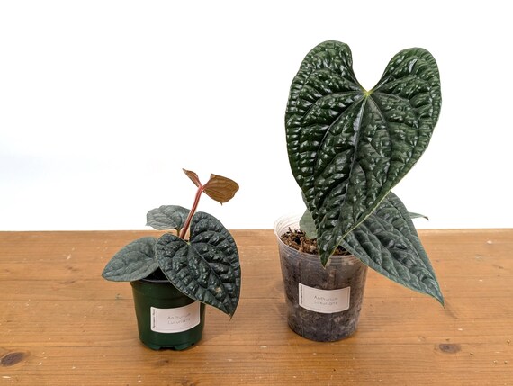 Anthurium Luxurians - Extra Large Size 4 Inch Pot or 6 Inch Pot