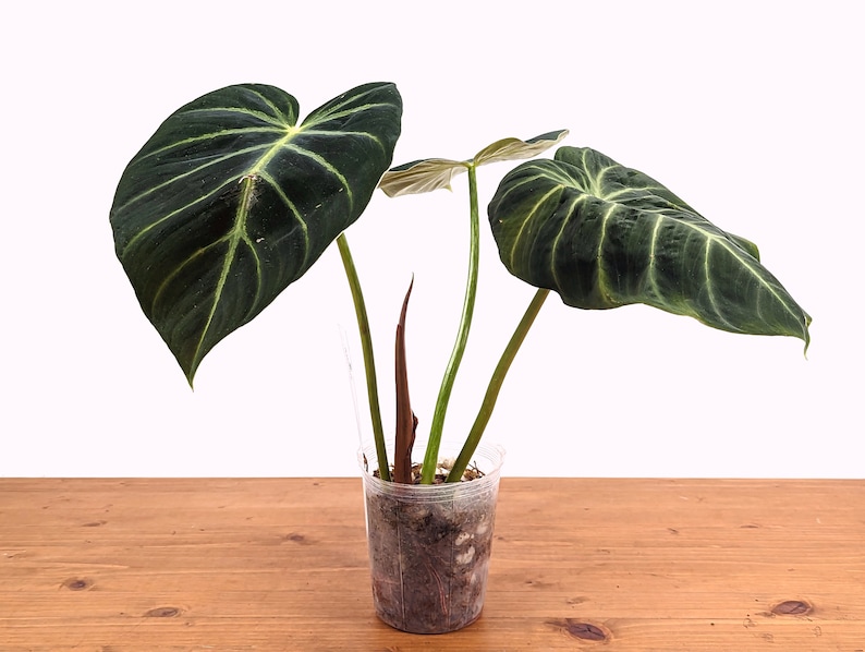 Philodendron luxurians Rare Aroid 4 Inch Pot image 4